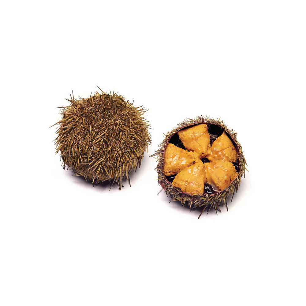 Arrom Chile Sea Urchin 100 g