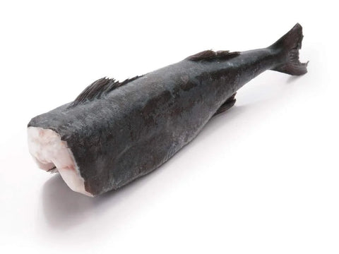 Black Cod Japan Grade 5 kg to 7 kg