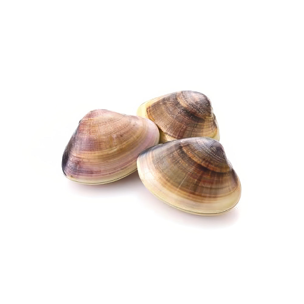 Clams Brown Cooked 40/60 1 kg