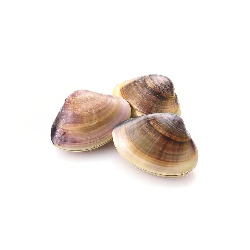 Clams Brown Cooked 40/60 1 kg