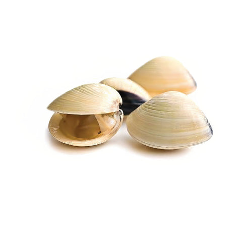 Clams White Cooked 40/60 1 kg