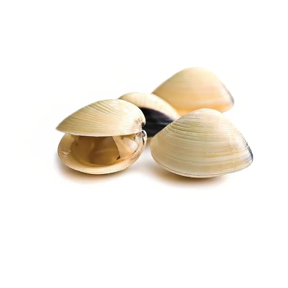 Clams White Cooked 40/60 1 kg