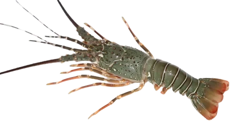 Frozen Raw Lobster Cuba 1100 gr to 1300 gr