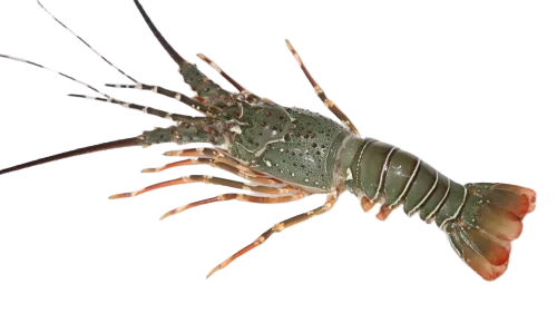 Blaqus Canadian Lobster Split 