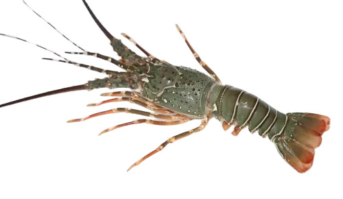 Frozen Raw Lobster Cuba 1100 gr to 1300 gr