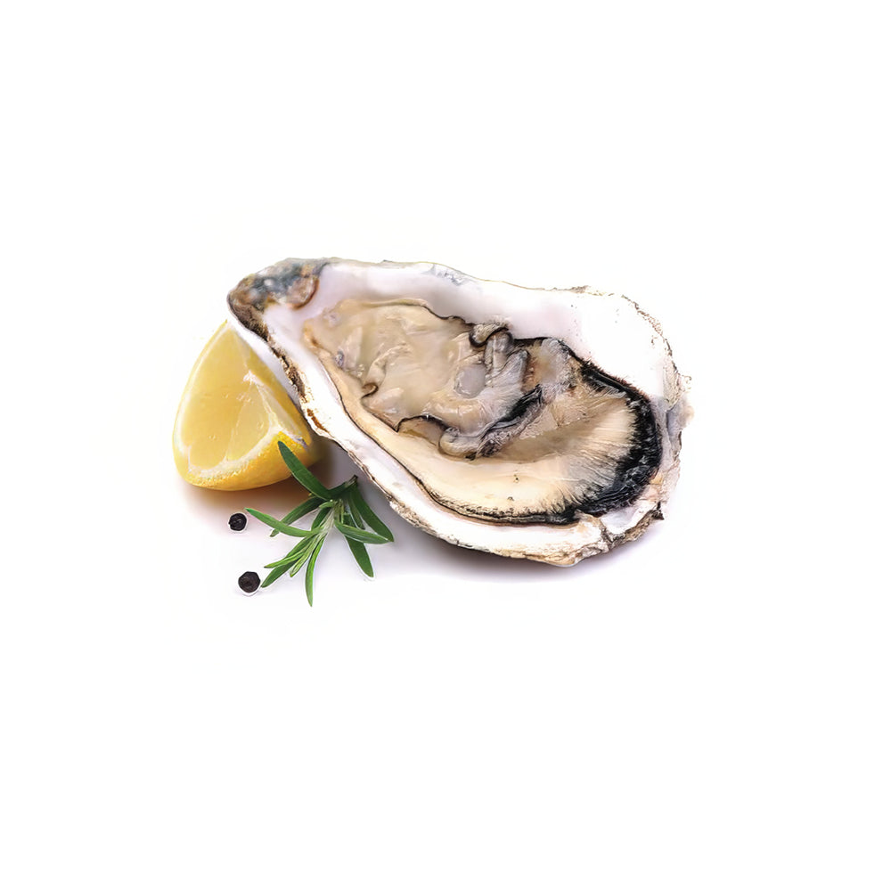 Blaqus Oysters Half Shell No.2 4x12 48 pc/crt