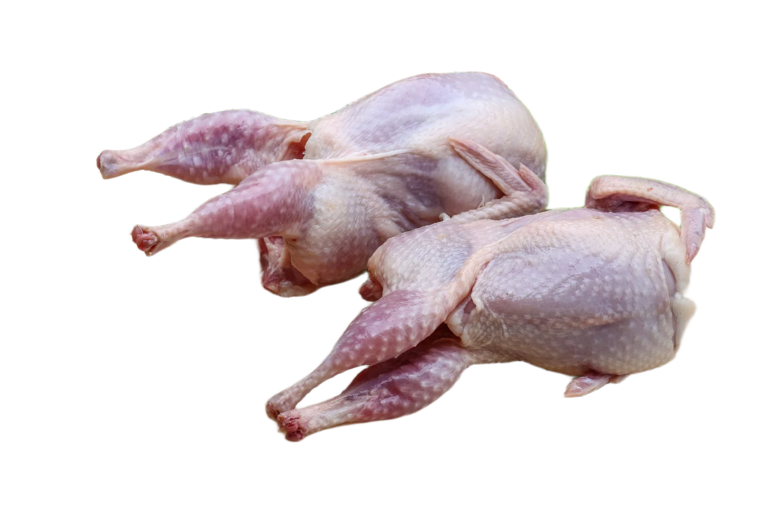 Quail head off 180g+