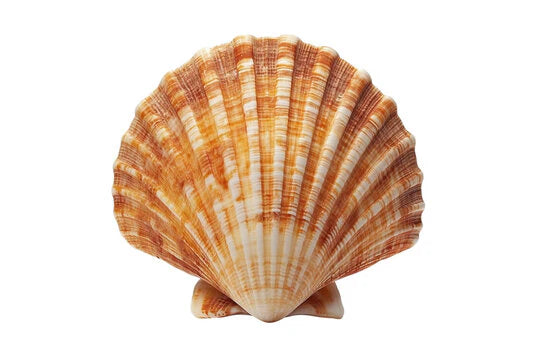 Scallop Shell IQF