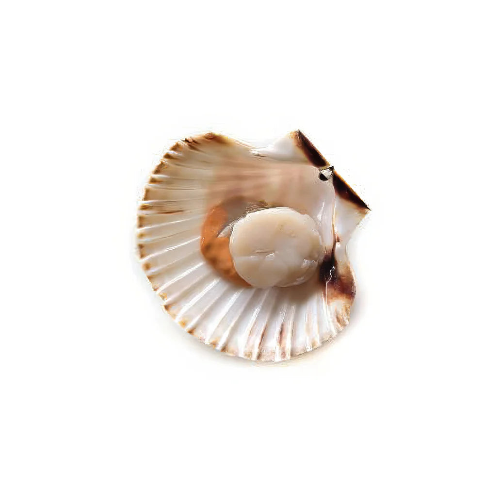 Scallops Royal W/Egg 10/20 800 g
