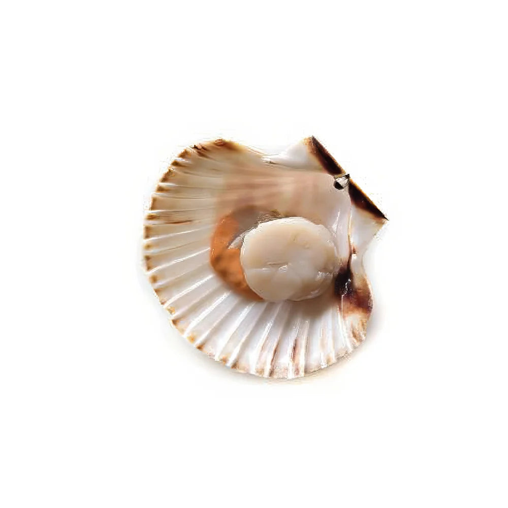 Scallops Royal W/Egg 10/20 800 g