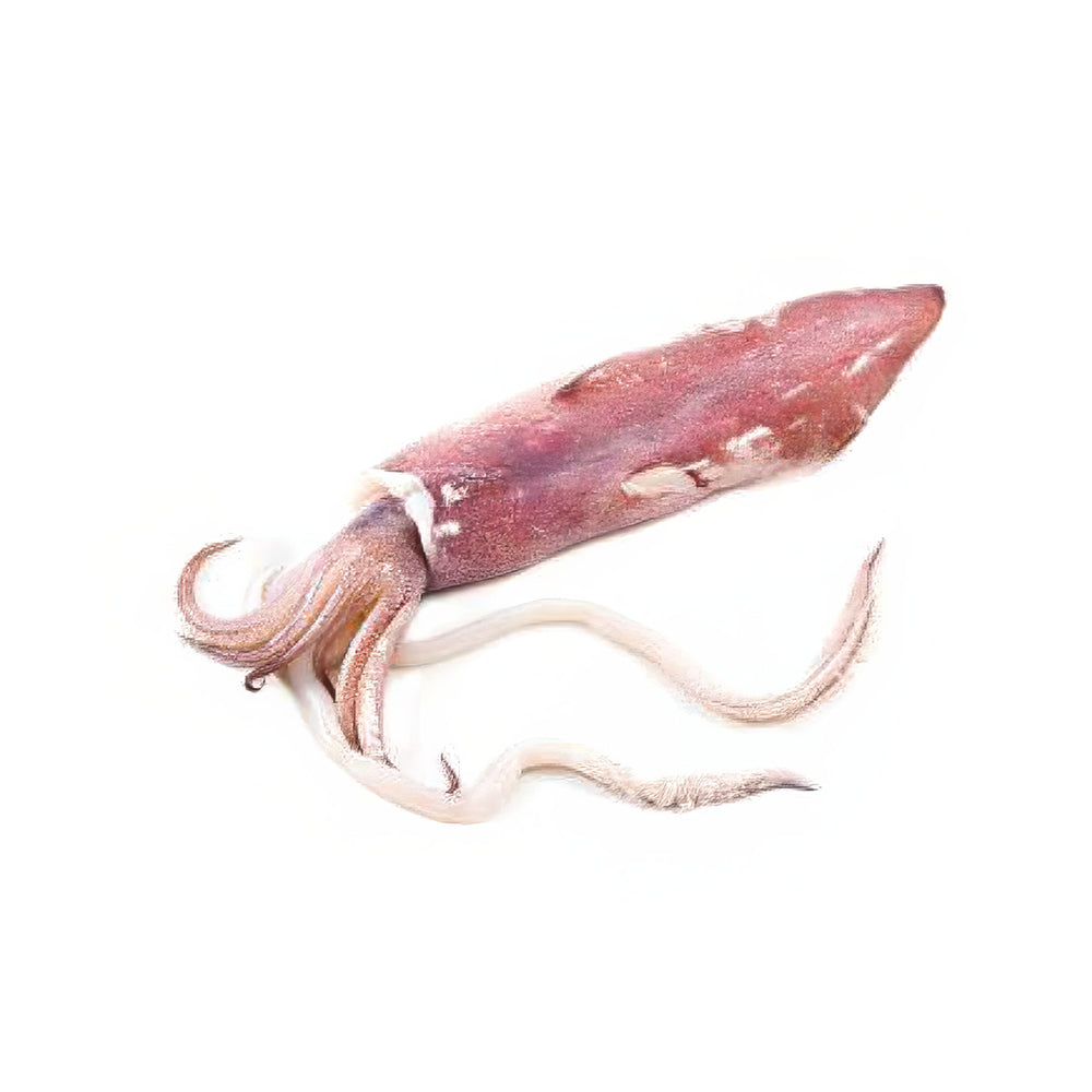 Squid 1020 Indian 1 kg/10 Frozen