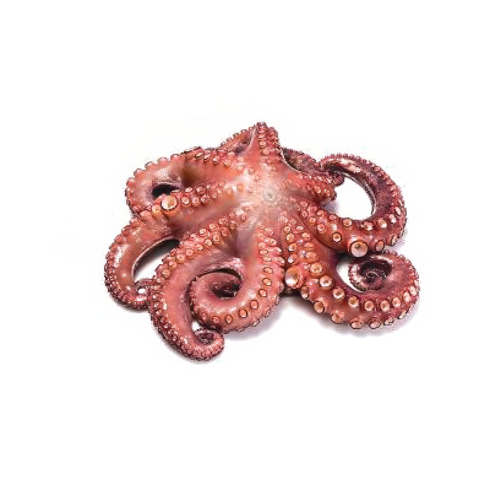 Whole Octopus T4 Maroco 1.5/2 kg Premium Dakhla Flower 10%