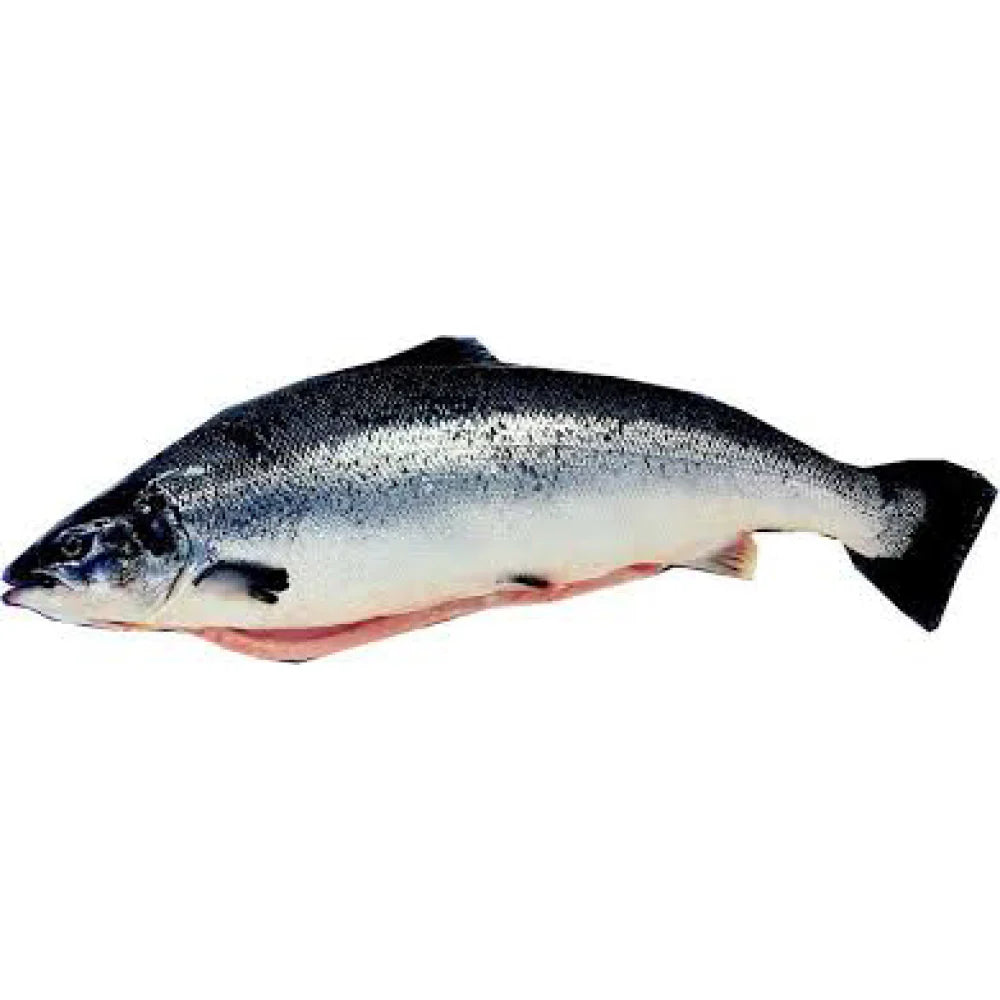 Whole Salmon Frozen