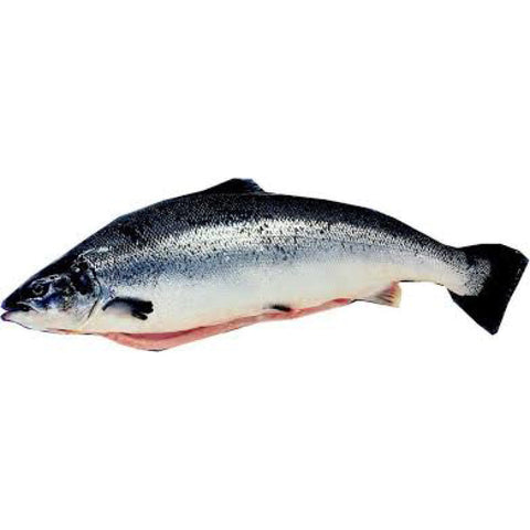 Whole Salmon Frozen