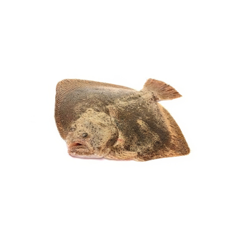 Whole Turbot Tub 3/4 kg 15 kg Frozen